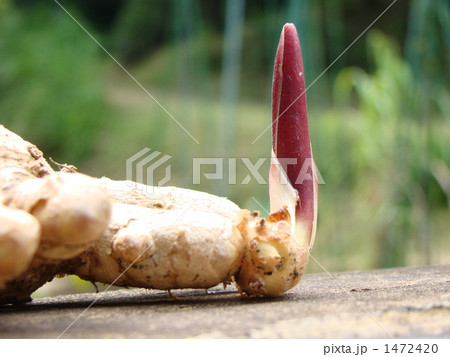 ガジュツ 1472420