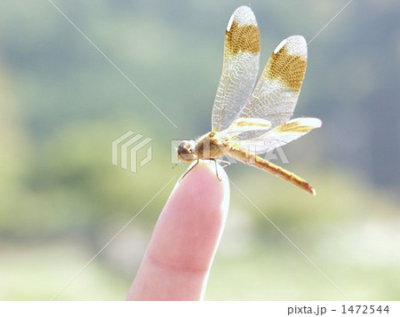 Dragonfly Dragonfly 1472544