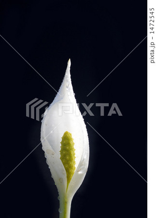 水芭蕉 水芭蕉 1472545