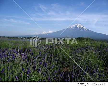 ラベンダーと富士山 1472777