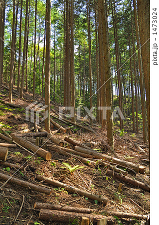 カラマツ林の間伐 カラマツ林の間伐 1473024