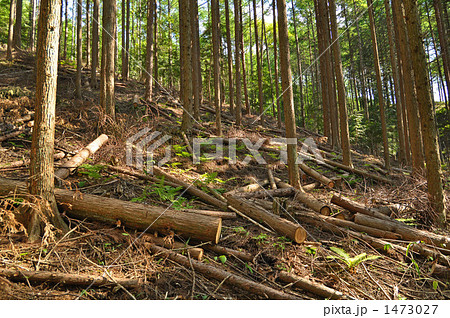 カラマツ林の間伐 1473027
