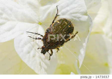 コアオハナムグリ２ 1473037