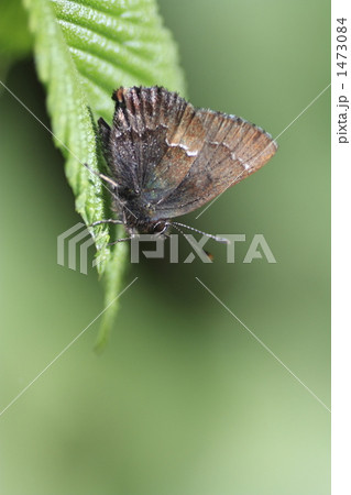 コツバメ 1473084