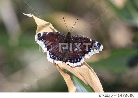 キベリタテハ 1473086