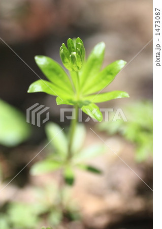クルマバソウ 1473087