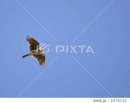 ヒバリ 1473111