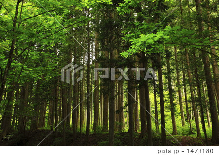 奥多摩町の杉林 1473180