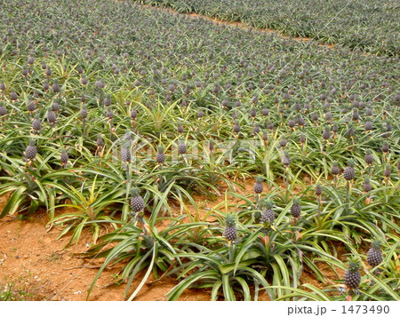 たくさんの坊や 1473490