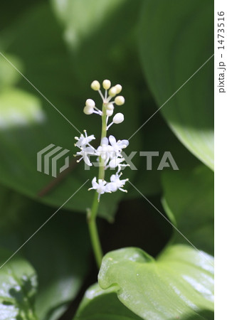 マイヅルソウ 1473516