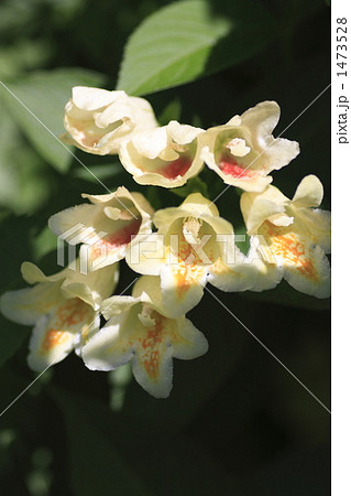 ウコンウツギ 1473528