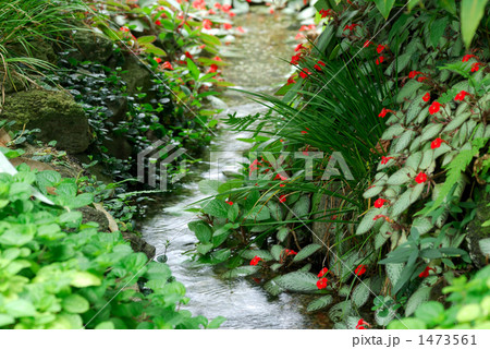 熱帯の小川 1473561