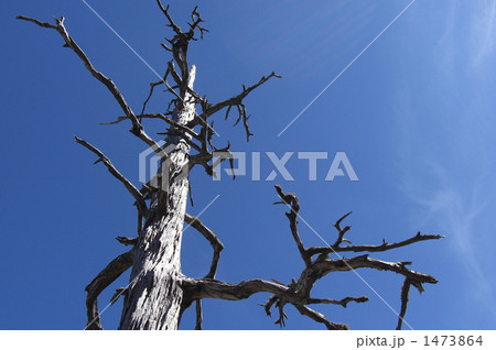 風雪に耐えた老木 1473864