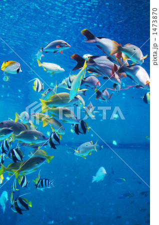 水族館の熱帯魚 水族館の熱帯魚 1473870