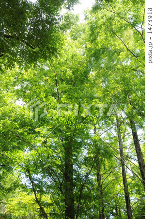 新緑 1473918