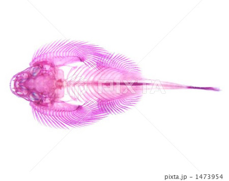 チャイニーズプレコ透明標本 チャイニーズプレコ透明標本 1473954