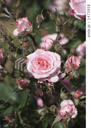 薔薇（セブンティーン） 1473958