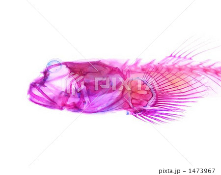 ムツゴロウ透明標本 1473967