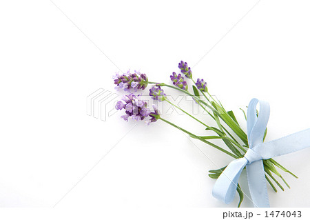 ラベンダーの花束の写真素材