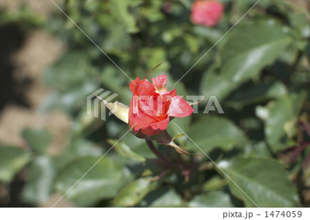 薔薇（アナベル） 1474059