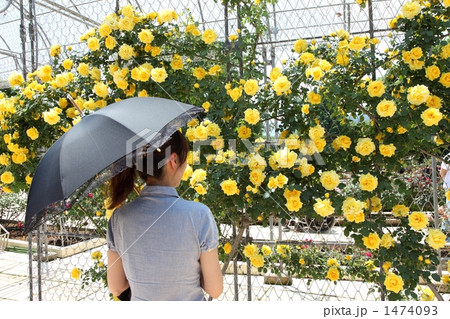 黄色い薔薇の花言葉は嫉妬の写真素材