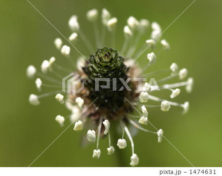 上から見たヘラオオバコの花のアップ 1474631