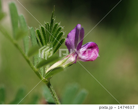カラスノエンドウの花 1474637