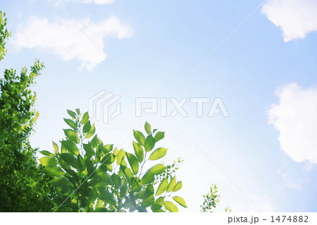 空と新緑の若葉 空と新緑の若葉 1474882