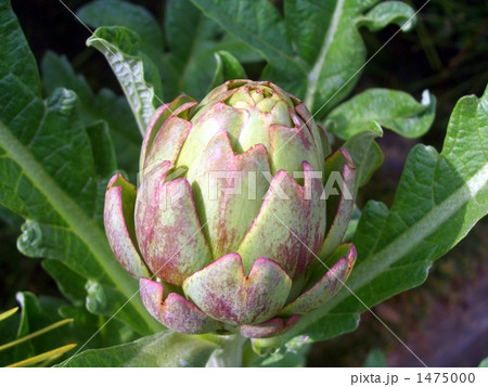 アーティチョークになったよ! アーティチョークになったよ! 1475000