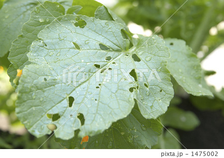 大根の葉 1475002