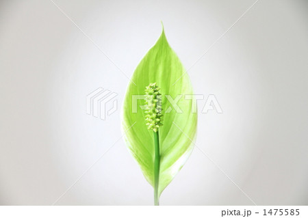 ミニメリー 1475585