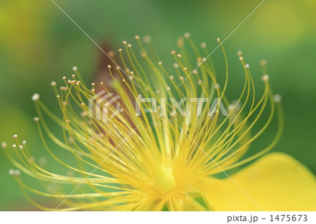 ビョウヤナギ ビョウヤナギ 1475673