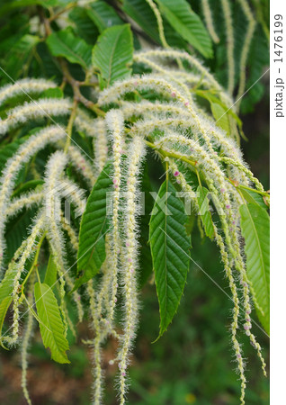 白いヒゲのような栗の花 白いヒゲのような栗の花 1476199