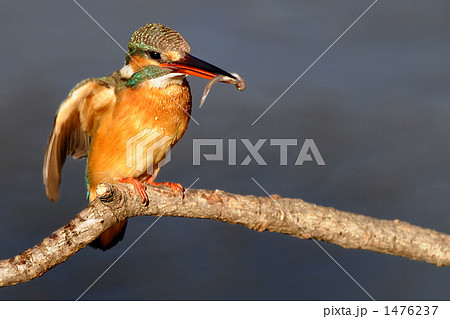 翡翠の食事 1476237