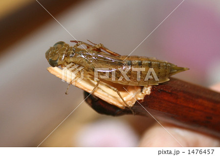 とんぼ(ぎんやんま)になる前の幼虫です。 1476457