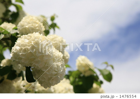 美しい大手毬と空 美しい大手毬と空 1476554