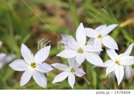 ハナニラ 1476806