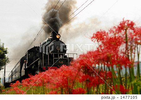 彼岸花とＳＬ 1477105