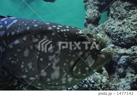 クエ クエ 1477142