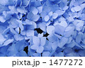 紫陽花の花びら 1477272