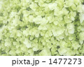 アナベルの花びら 1477273