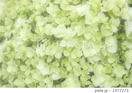 アナベルの花びら 1477273