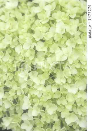 アナベルの花びら アナベルの花びら 1477276