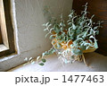 窓際の植物 1477463
