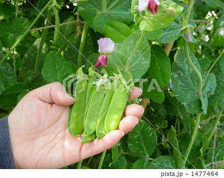 絹サヤの収穫 1477464