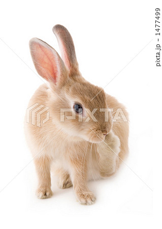 子兎全身舐めるポーズの写真素材