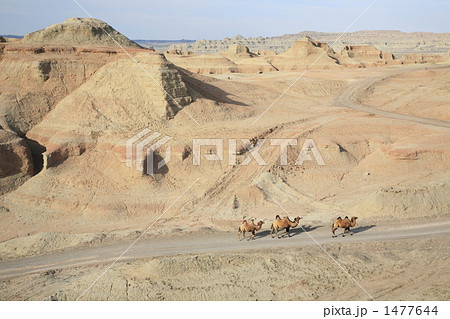 魔鬼城のラクダ 1477644