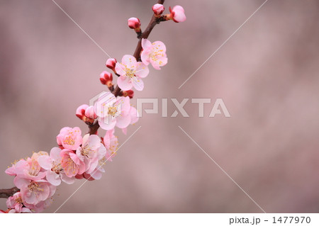 あんずの花④ 1477970