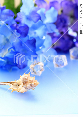 紫陽花と貝ガラⅡ 1478179