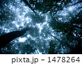 ブナに包まれて 1478264